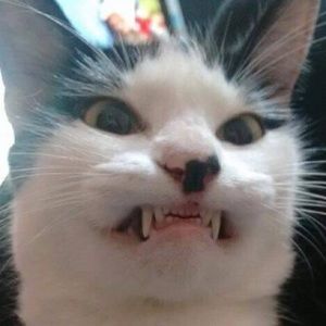 Meet your Posher, Silvi